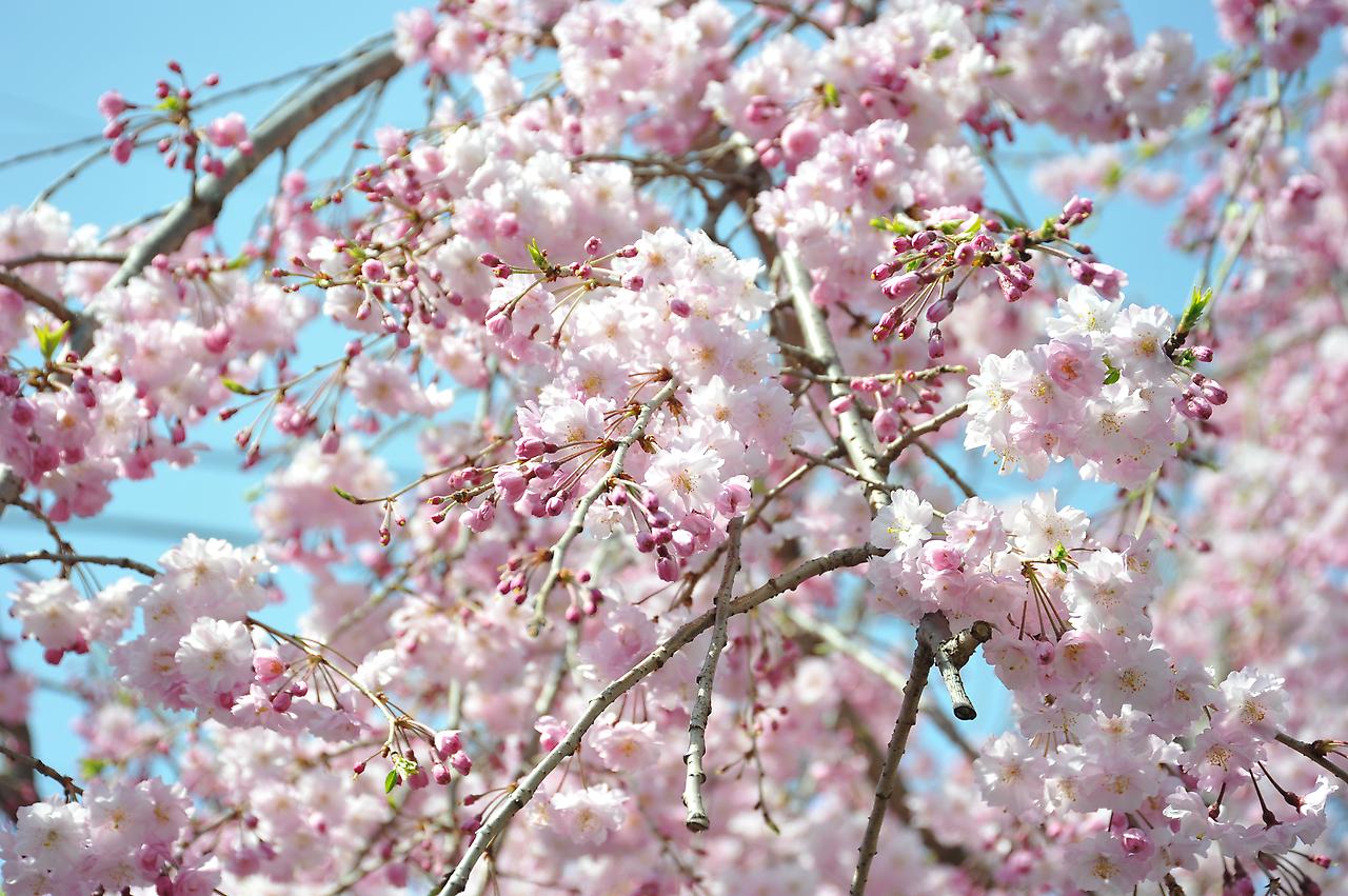 アドバンス高津前の枝垂桜